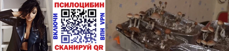 Псилоцибиновые грибы GOLDEN TEACHER  Балаково 